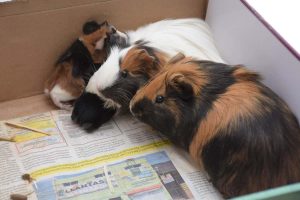 Guineapigs in their bed