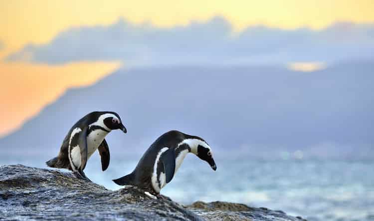 penguins about to dive underwater