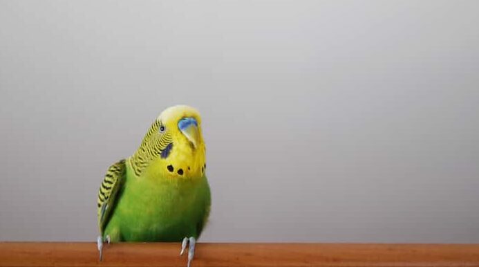 Budgie sitting and trying to talk