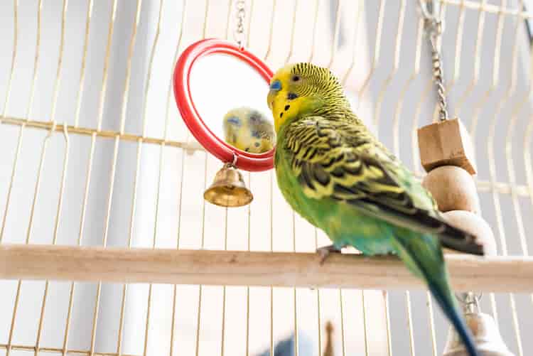 Can Birds Sleep With Lights On?(& When To Use Cage Covers)