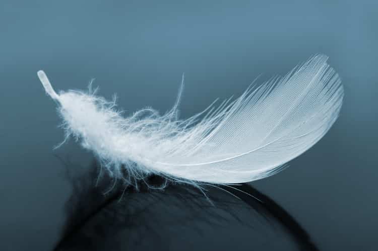 feather falling from a bird