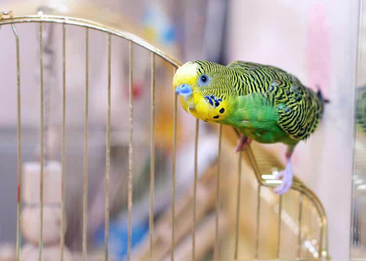 Budgie sitting on cage top about to bite cage bars
