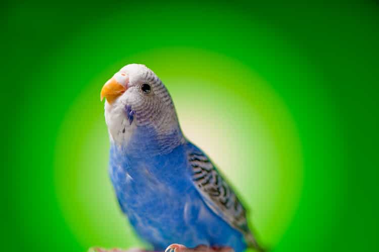 “My Bird Won’t Eat Fruits Or Vegetables”(7 Easy Fixes)