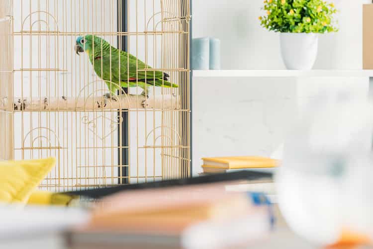 How Do You Know If Your Bird Hates You?(Easy Fixes)