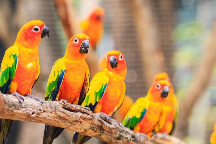 sun conures sitting together affectionately on a branch