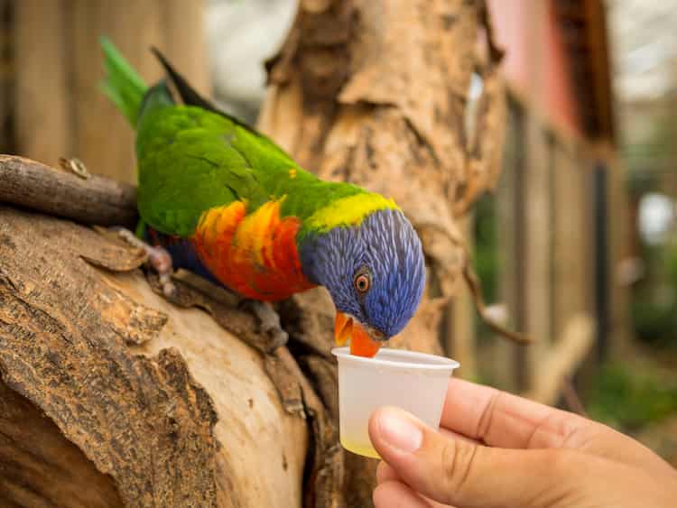 Can Birds Drink Soda, Sparkling Water & Cold Drinks?