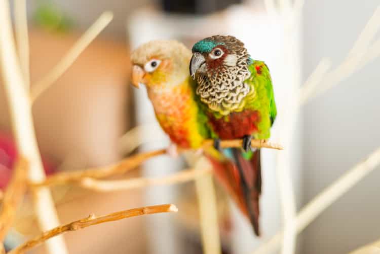Two green cheek conures sitting together