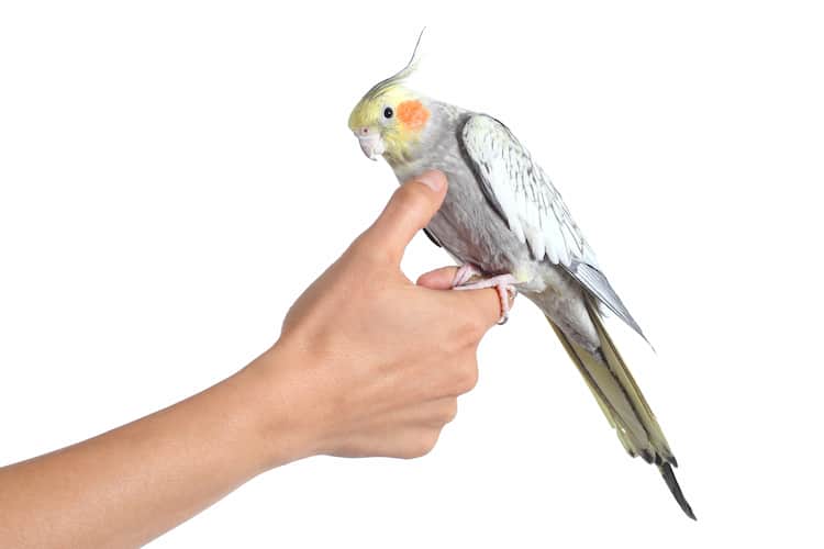 Bird sitting on finger and about to nibble on the fingers