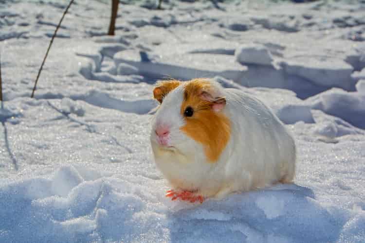 guinea pig outside in the winter snow