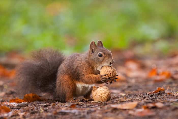 Are Squirrels Dirty Animals?(Beware Of These Diseases!)