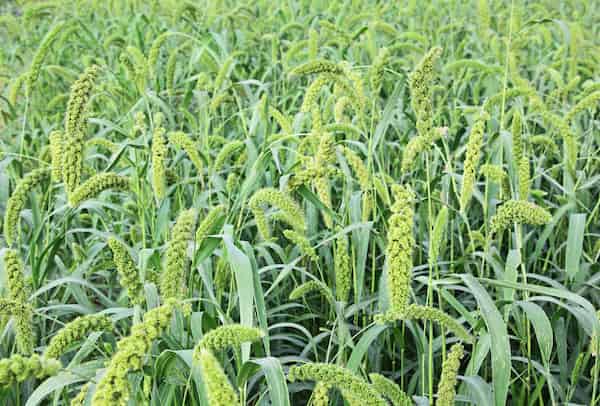 organic millet on agricultural field