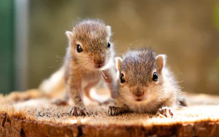 baby squirrels sitting in nest waiting for their mother