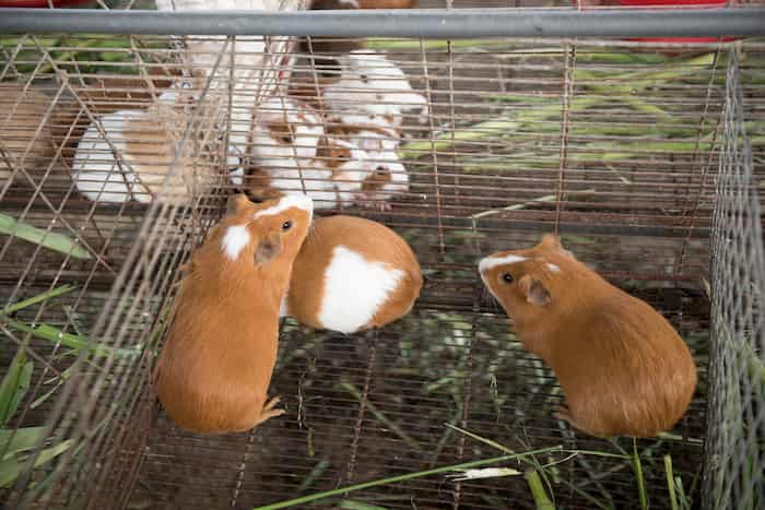 guineapigs in cage bedding