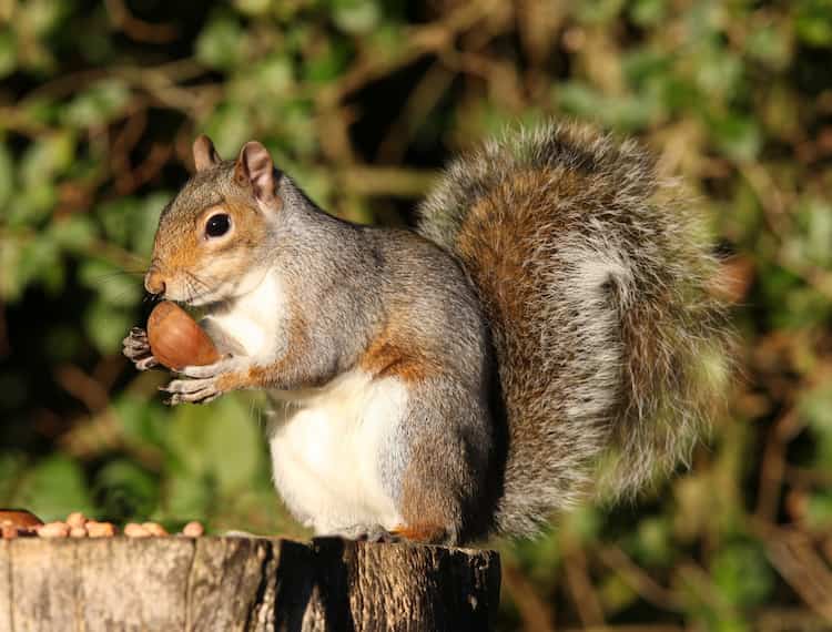 Can Squirrels Eat Chestnuts?(Best Practices)