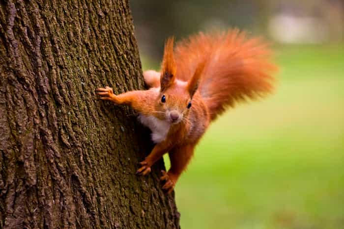 Where Do Squirrels Go When Their Tree Is Cut Down?