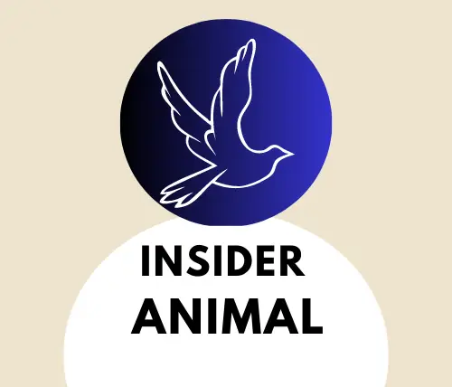 Insider Animal logo