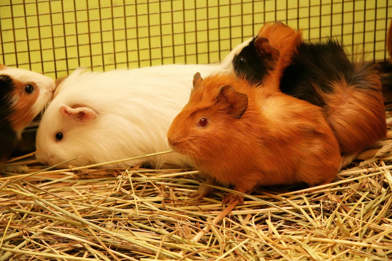 Guinea Pigs sniffing bottom of one another to communicate
